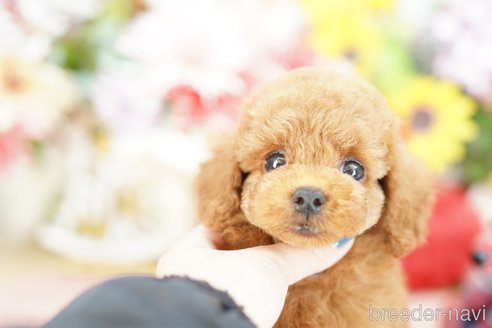 成約済の埼玉県のトイプードル-250579の1枚目