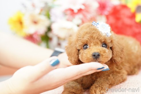 成約済の埼玉県のトイプードル-250579の2枚目