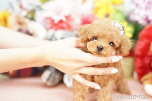 成約済の埼玉県のトイプードル-250581の2枚目