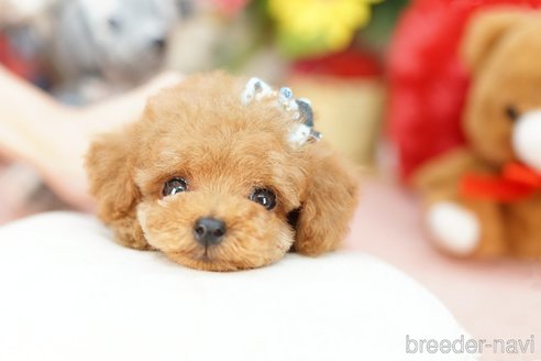 成約済の埼玉県のトイプードル-250581の1枚目