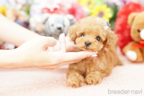 成約済の埼玉県のトイプードル-250581の3枚目