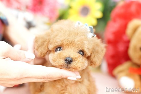 成約済の埼玉県のトイプードル-250581の4枚目