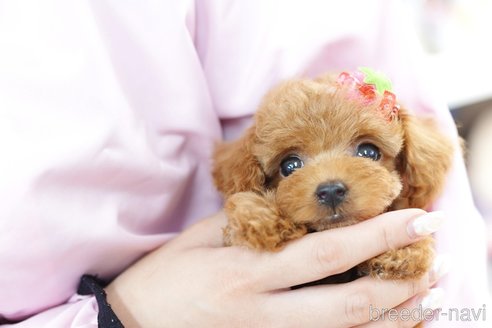 成約済の埼玉県のトイプードル-250584の2枚目