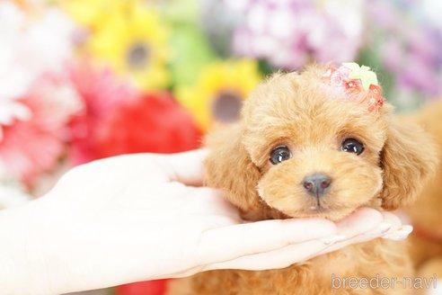 成約済の埼玉県のトイプードル-250584の1枚目