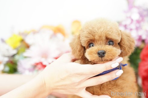 成約済の埼玉県のトイプードル-250586の3枚目