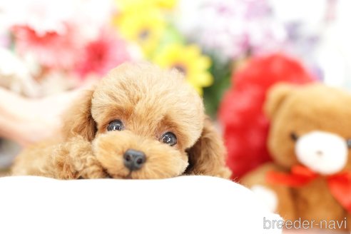 成約済の埼玉県のトイプードル-250586