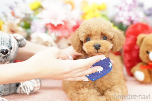 成約済の埼玉県のトイプードル-250586の2枚目