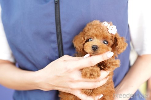 成約済の埼玉県のトイプードル-250588の2枚目