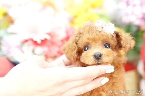 成約済の埼玉県のトイプードル-250588