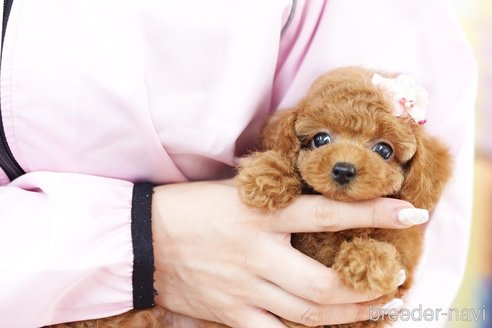 成約済の埼玉県のトイプードル-250592の2枚目