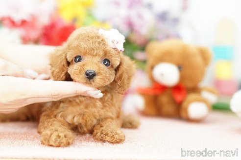 成約済の埼玉県のトイプードル-250592の4枚目