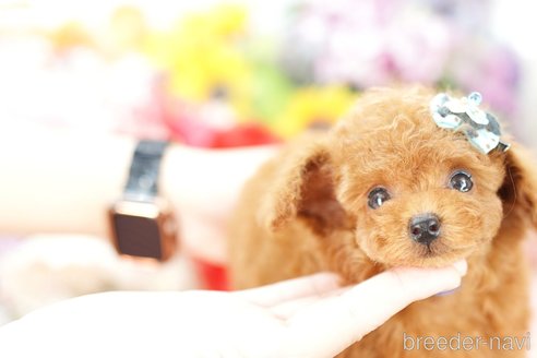 成約済の埼玉県のトイプードル-250594