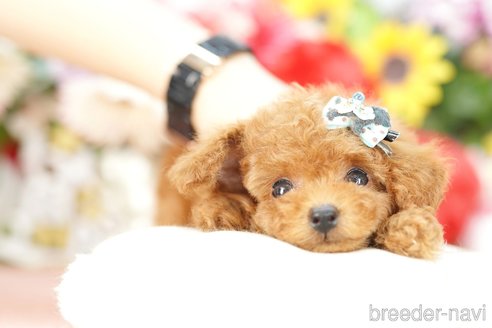 成約済の埼玉県のトイプードル-250594の3枚目