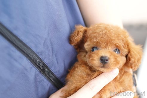 成約済の埼玉県のトイプードル-250594の2枚目