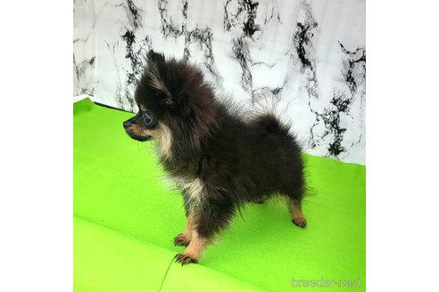 成約済の茨城県のポメラニアン-239059の43枚目