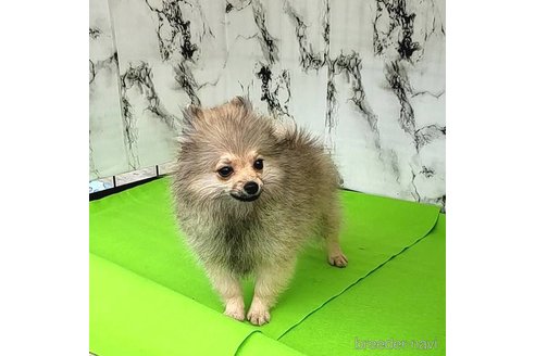 成約済の茨城県のポメラニアン-239643の30枚目