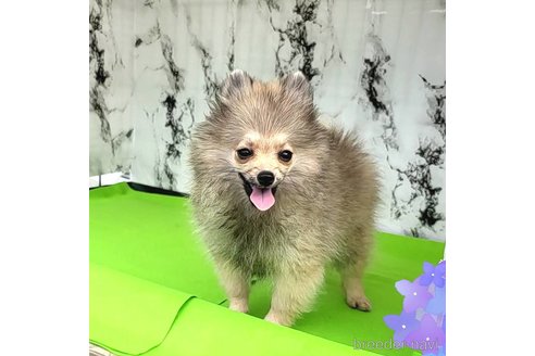 成約済の茨城県のポメラニアン-239643の29枚目