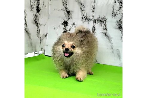 成約済の茨城県のポメラニアン-239643の28枚目