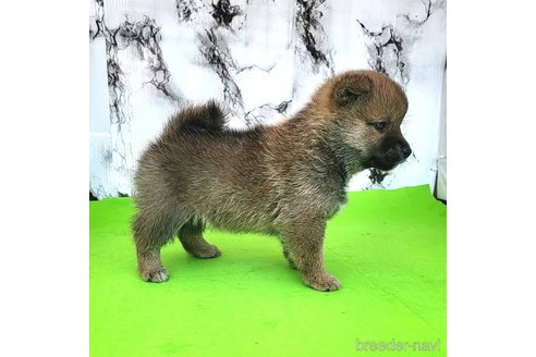 成約済の茨城県の豆柴-249055の14枚目