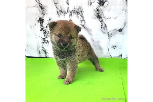 成約済の茨城県の豆柴-249055の11枚目