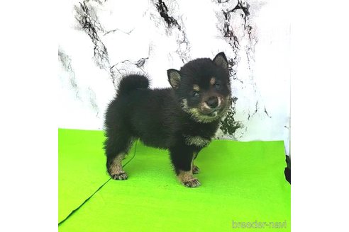 成約済の茨城県の豆柴-249060の15枚目