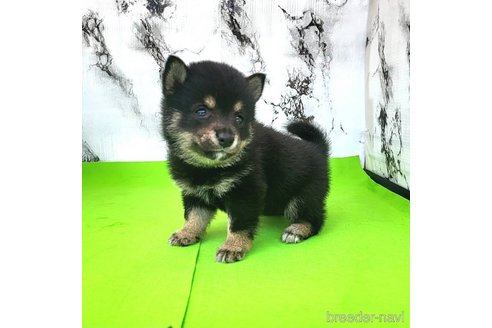 成約済の茨城県の豆柴-249060の14枚目