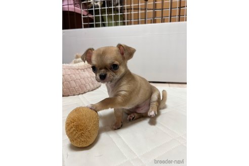 成約済の千葉県のチワワ(スムースコート)-242130の31枚目