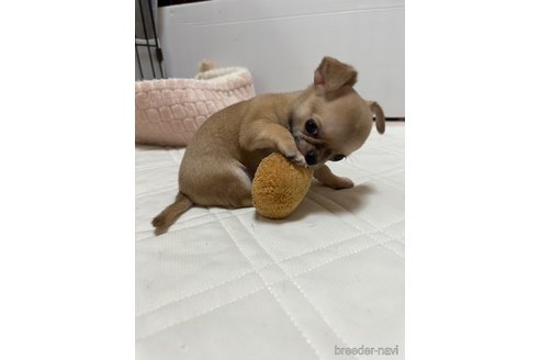 成約済の千葉県のチワワ(スムースコート)-242130の28枚目