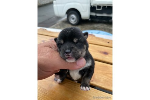 成約済の広島県の柴犬-250618の1枚目