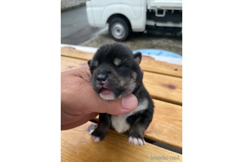 成約済の広島県の柴犬-250618の2枚目