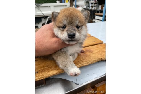 成約済の広島県の柴犬-247527