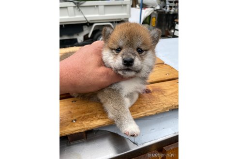 成約済の広島県の柴犬-247527の3枚目