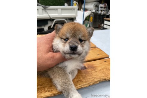 成約済の広島県の柴犬-247527の4枚目