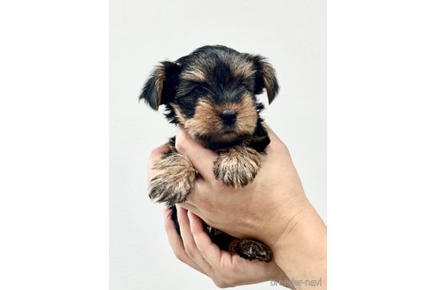 成約済の埼玉県のヨークシャーテリア-242173の3枚目