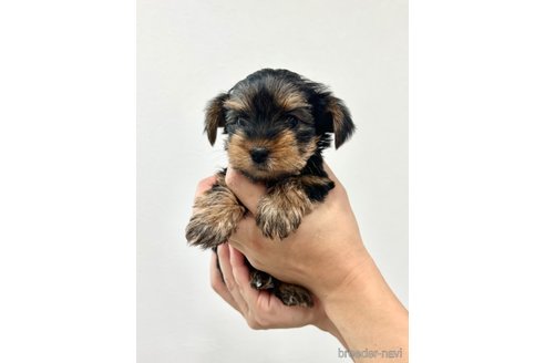 成約済の埼玉県のヨークシャーテリア-242173の5枚目