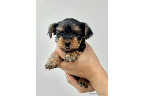 成約済の埼玉県のヨークシャーテリア-242173の1枚目