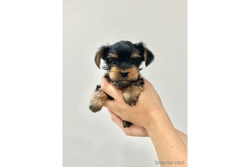 成約済の埼玉県のヨークシャーテリア-242172の3枚目