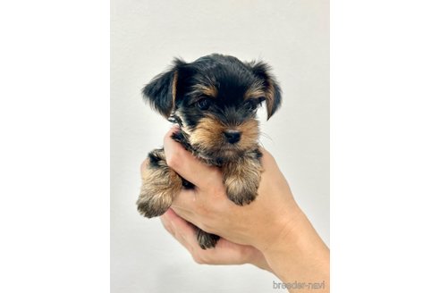 成約済の埼玉県のヨークシャーテリア-242172の2枚目