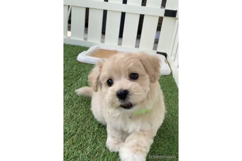 成約済の福岡県のマルプー:マルチーズ×トイプードル-246833の1枚目