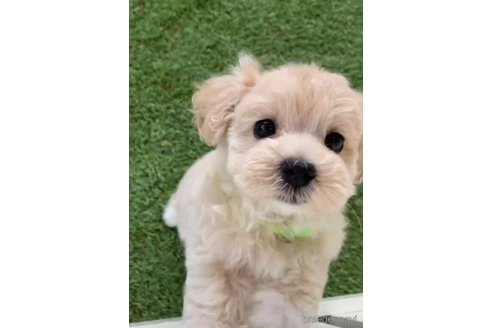 成約済の福岡県のマルプー:マルチーズ×トイプードル-246833の5枚目