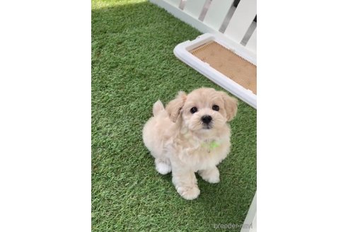 成約済の福岡県のマルプー:マルチーズ×トイプードル-246833の2枚目