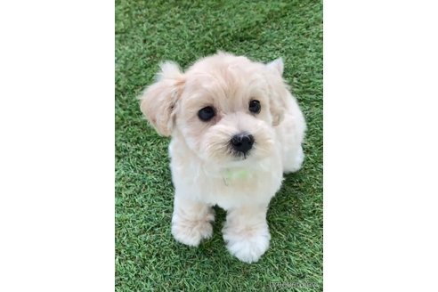 成約済の福岡県のマルプー:マルチーズ×トイプードル-246833の4枚目