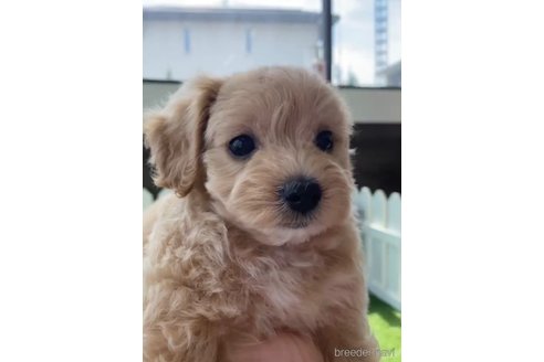 成約済の福岡県のマルプー:マルチーズ×トイプードル-246857の4枚目