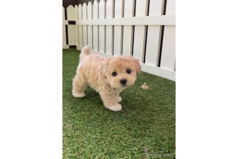 成約済の福岡県のマルプー:マルチーズ×トイプードル-246852の3枚目