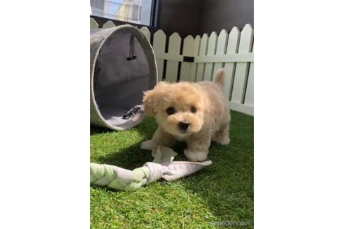 成約済の福岡県のマルプー:マルチーズ×トイプードル-246852