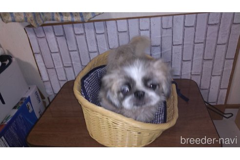 パコちゃん1枚目