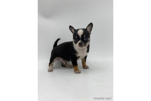 成約済の愛知県のチワワ(スムースコート)-248723の2枚目