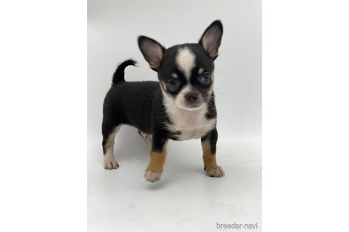 成約済の愛知県のチワワ(スムースコート)-248723の3枚目