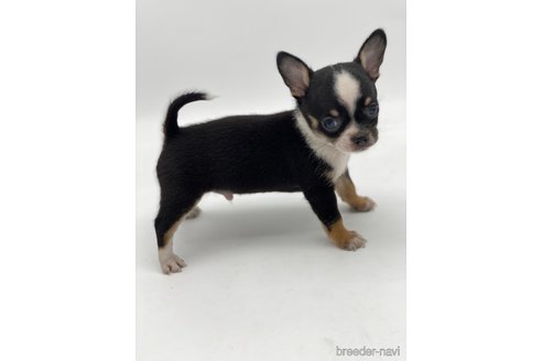 成約済の愛知県のチワワ(スムースコート)-248723の5枚目