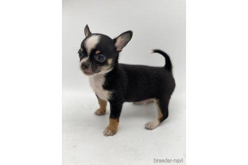 成約済の愛知県のチワワ(スムースコート)-248723の6枚目